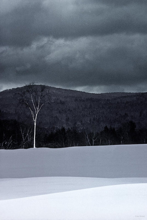 Lone Tree, Pitts Field, MA