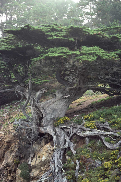 Point Lobos, CA