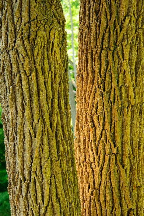 Two Tree Trunks, Maine