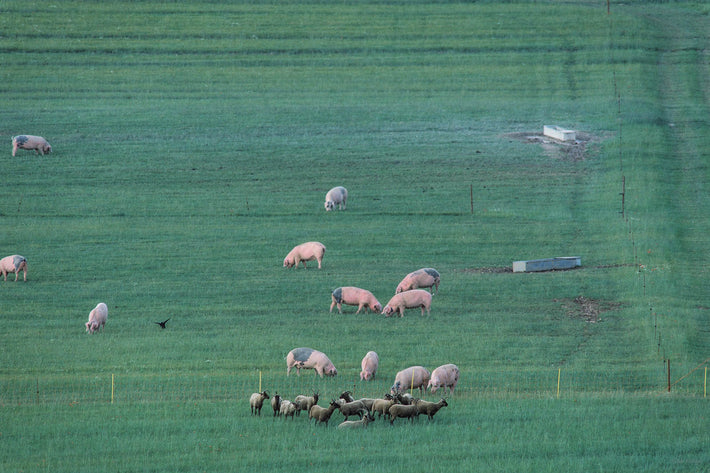 Hogs and Goats No. 1, England