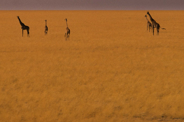 Aerial of Five Giraffes, Kenya