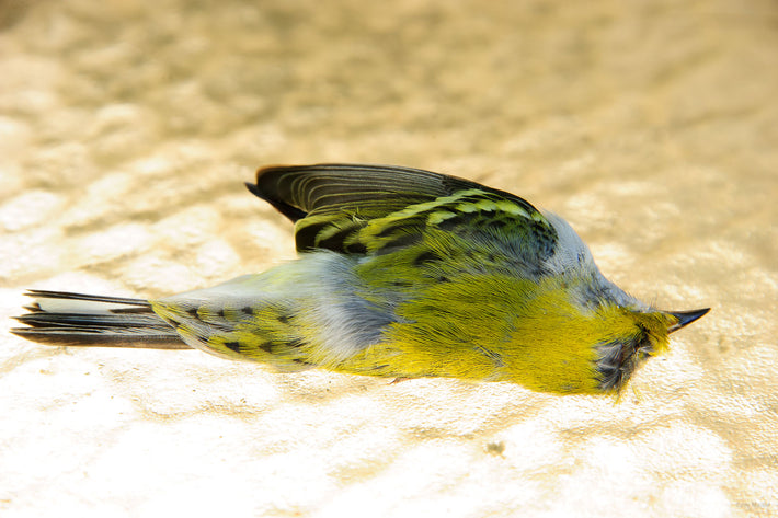 Dead Bird 1, Maine