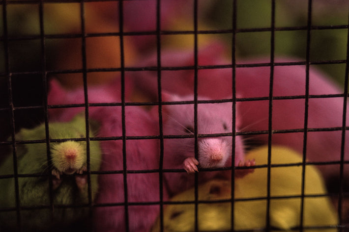 Multicolored Mice, Bangkok