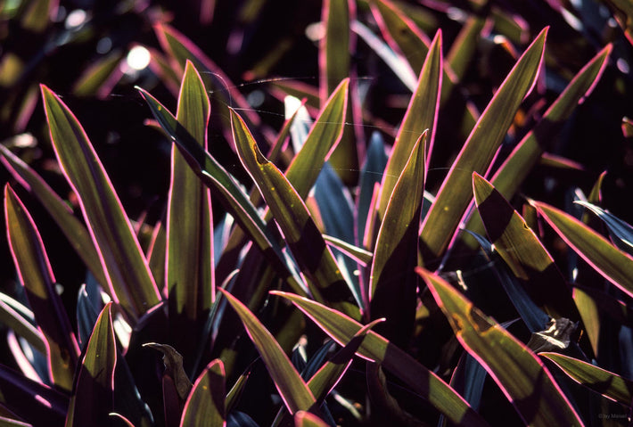 Green Leaves, Jamaica