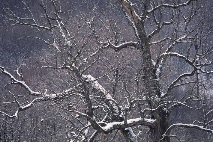 Trees, Snow, Midwest USA