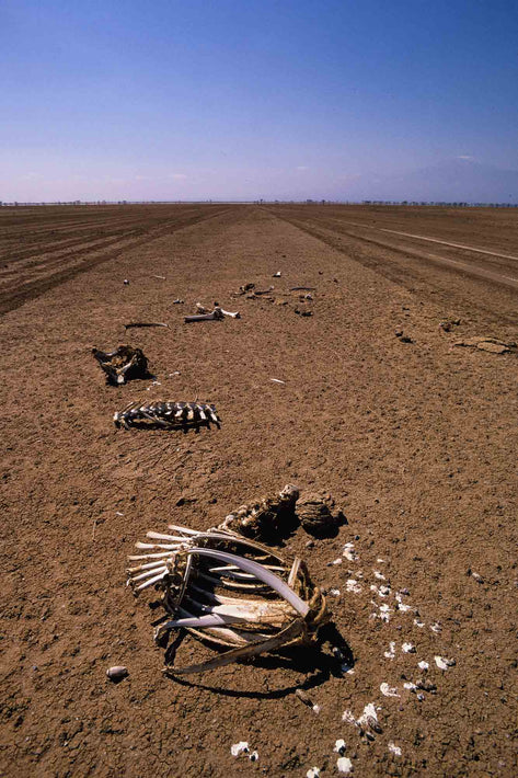 Bones, Kenya