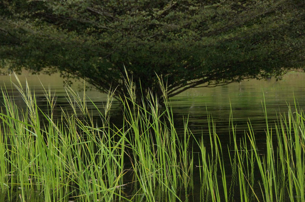 Reeds and Trees, Amazon, Brazil – Jay Maisel