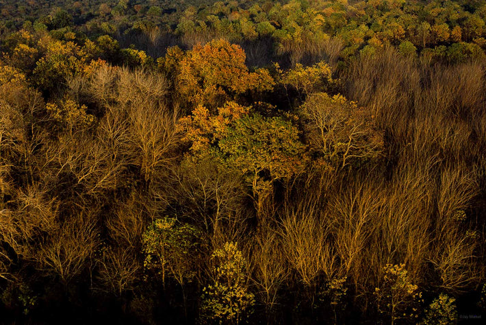 Front Lit Forest, USA