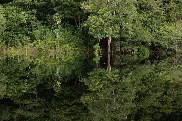 Forest and Reflection 2, Amazon, Brazil