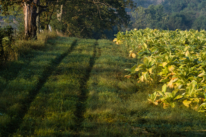 Road on Tobacco Farm, Kentucky